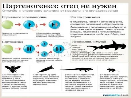 Без оплодотворения