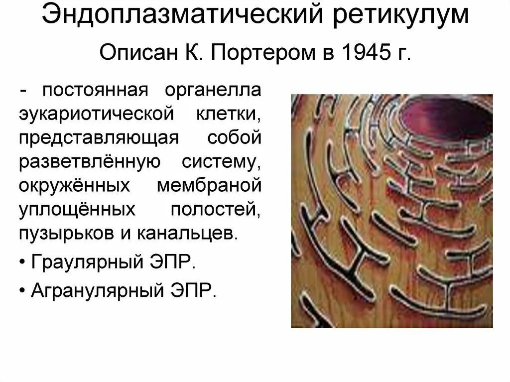 Ретикулум. Гладкий эндоплазматический ретикулум. Гладкая эндоплазматическая сеть под микроскопом. Эндоплазматический ретикулум (ЭПР). Эндоплазматический ретикулум в эукариотической клетке.
