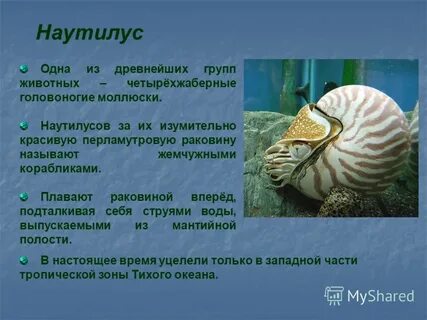 Моллюски рассказ
