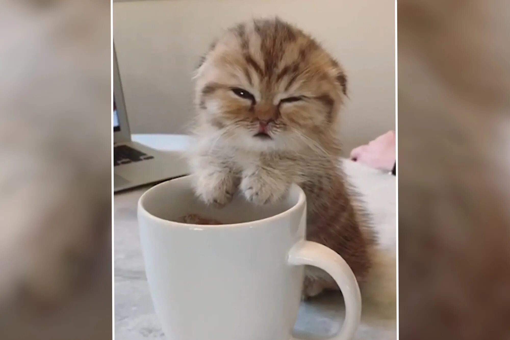 Кот с кофе мем Post #10792 Жесть Волгограда (QrrZGGjIo3GjSM7r)