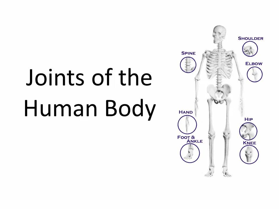 Human join. Human joints. body joints. movements of joint. movements in the joints.