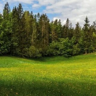 Звук опушки леса