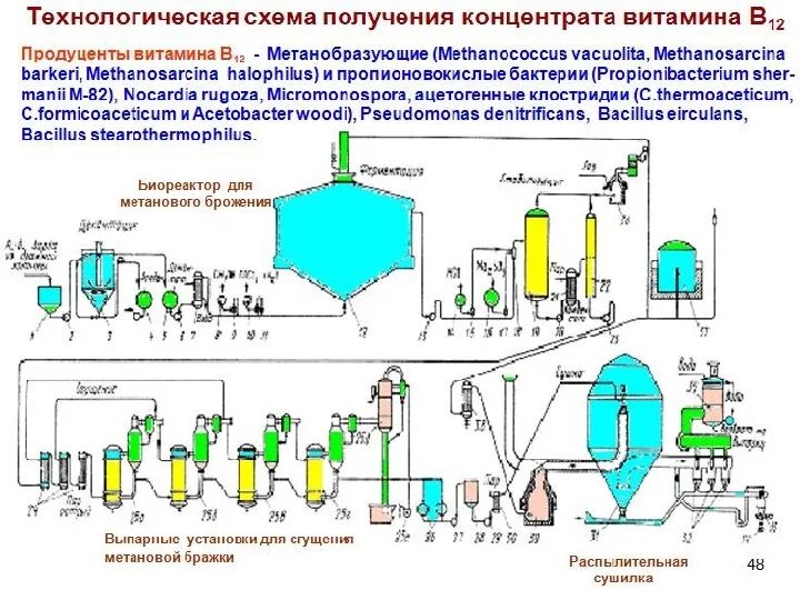 Получение концентрата. Технологическая схема получения витамина в2. Технологическая схема производства витамина в12. Микробиологический Синтез витамина в12. Биосинтез витамина в12 схема.