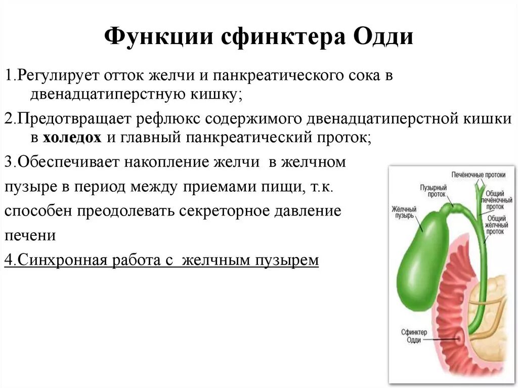 12 Перстная кишка и сфинктер Одди. Желчный пузырь сфинктер Одди анатомия. Строение желчного сфинктер Одди.