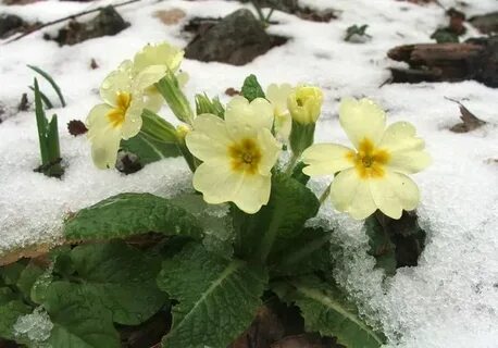 Примула в саду весной