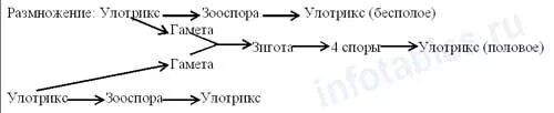 Цикл водорослей улотрикс. Бесполое размножение улотрикса. Бесполое размножение улотрикса схема. Жизненный цикл улотрикса схема. Цикл развития улотрикса схема.