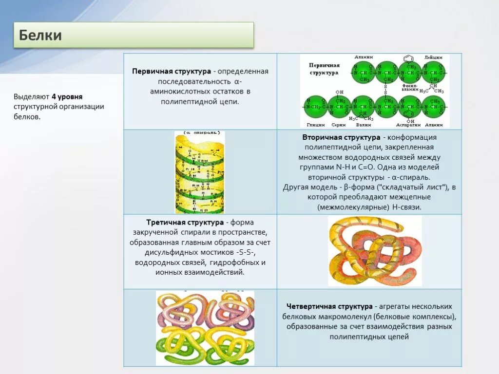 Строение белка уровни организации белковой молекулы. Белки. Уровни структурной организации белковой молекулы. Выделяют 4 уровня структурной организации белков. Уровень организации первичной структуры белка.