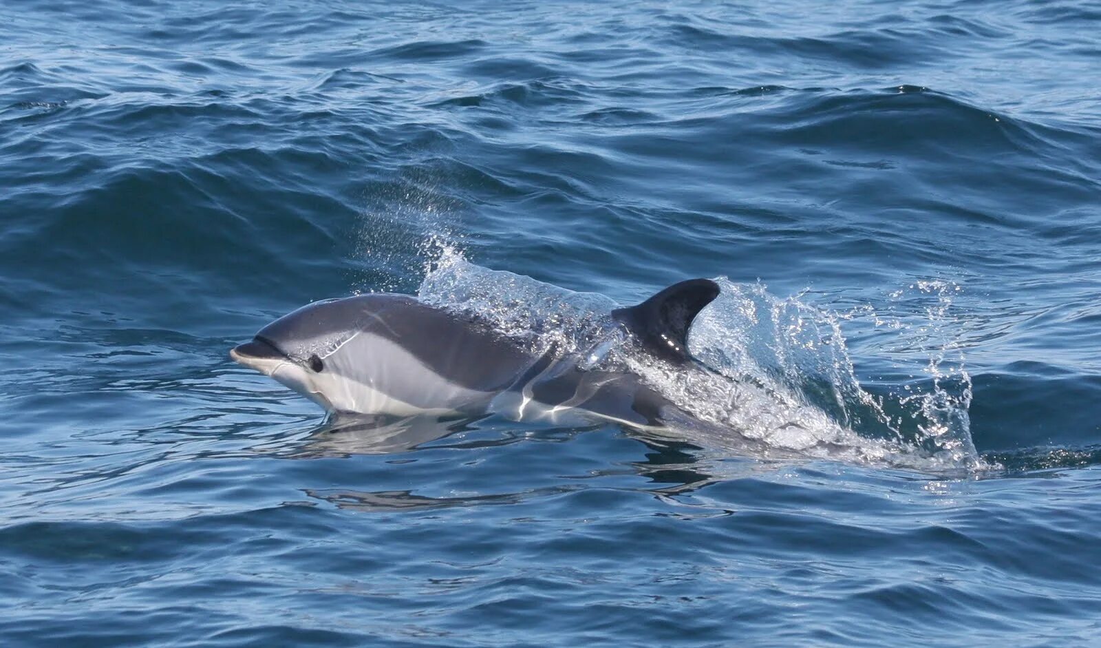 фото дельфинов в море. дельфин в море. афалина белобочка и азовка. акула и дельфин. морские животные черного моря.