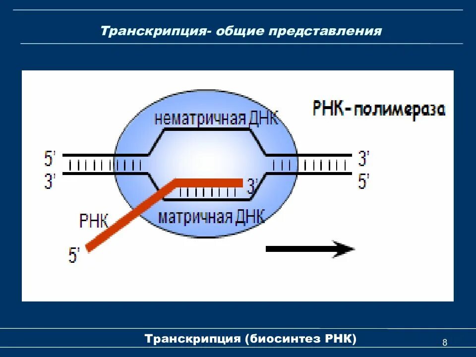 Молекулы участвующие в транскрипции. Биосинтез рнк транскрипция. схема процесса транскрипции. транскрипция рнк схема. синтез рнк транскрипция.