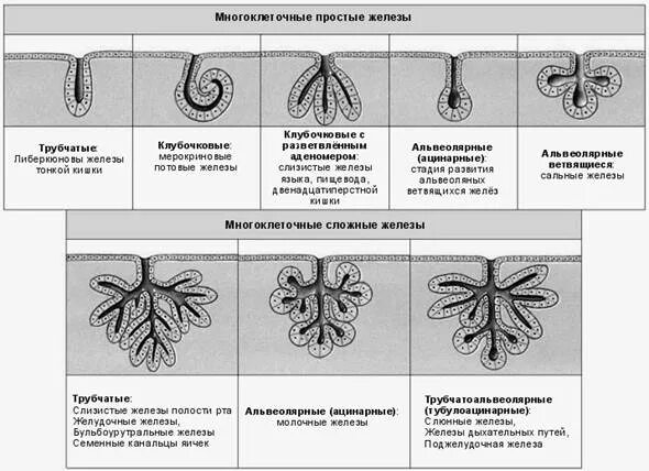 Классификация экзокринных желез гистология по строению. Экзокринные железы строение. Схему классификации экзокринных желез по типу секреции.. Схема строения экзокринных желез. Экзокринные железы выводные протоки