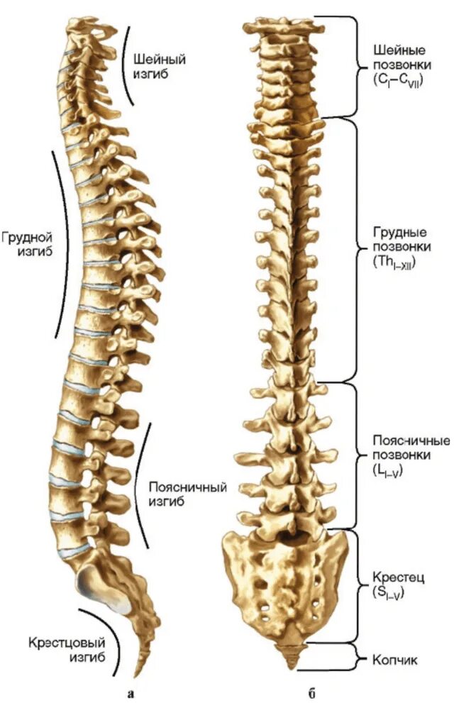 Чем отличаются отделы позвоночника. Скелет шейно грудного отдела позвоночника. Шейный отдел позвоночника вид сбоку. Строение кости позвоночника поясничный отдел.