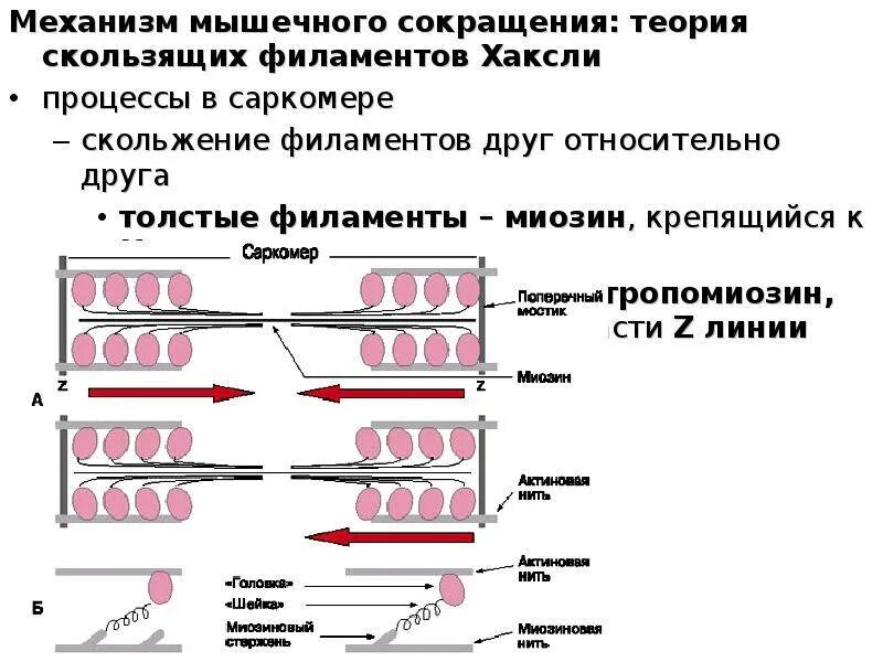 Как происходит процесс сокращения мышечных волокон. Как происходит процесс сокращения мышечных волокон