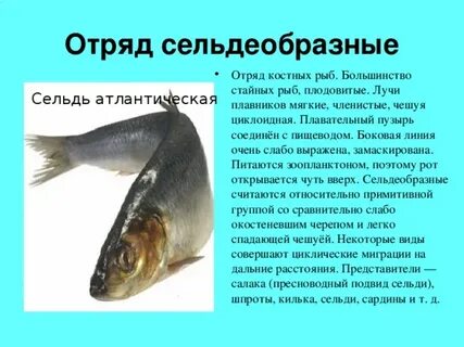Количество яиц у костных рыб