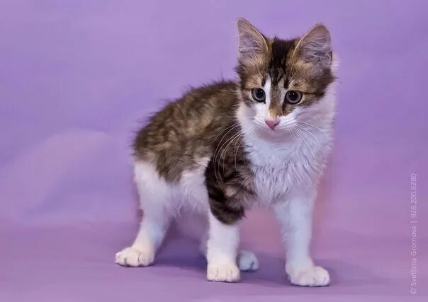 Фенотип британца. Котенок фенотип. Фенотип сиамской кошки. Фенотип британской кошки. Окрас карамельный табби.