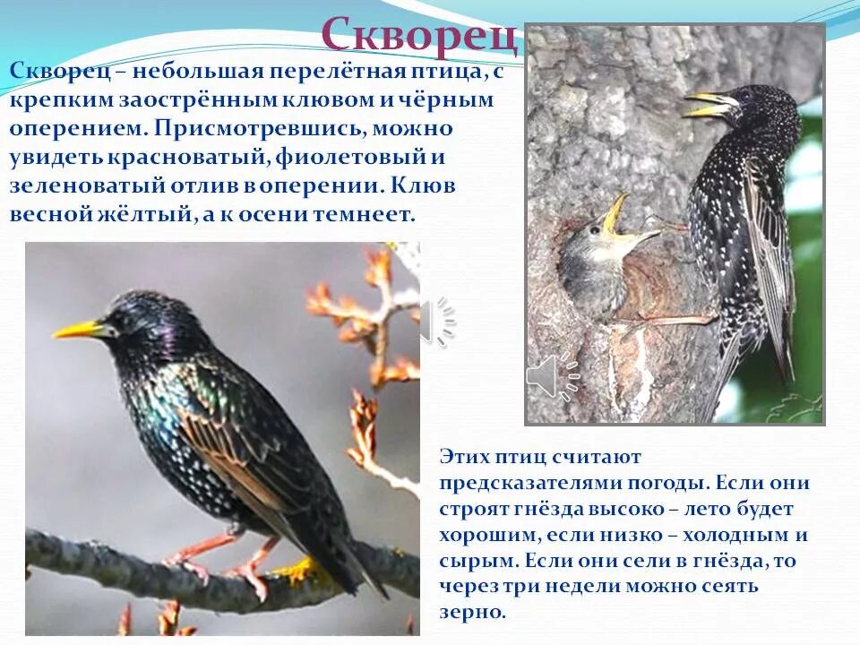 Скворец описание. Скворец описание для детей. Сообщение о скворце. Картинки птиц с описанием