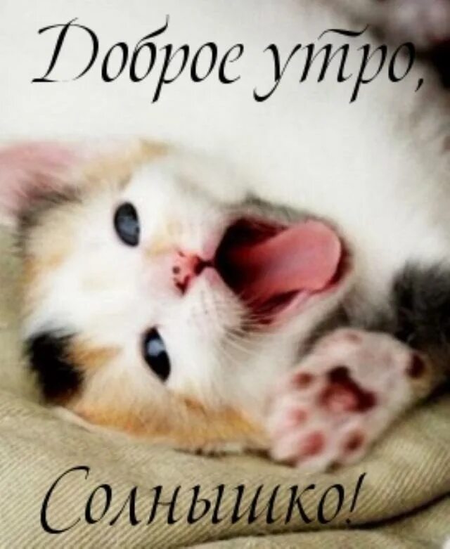 Милые рыжие котики. С добрым утром котенок. С добрым утром рыжий кот. Ты мой любимый котенок. Доброе утро любимый коты.