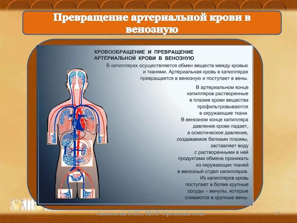 Особенность артериальной крови. Артериальная кровь превращается в венозную в. Артериальная кровь становится венозной в. Превращение венозной крови в артериальную.