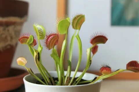 Хищное растение Венерина мухоловка Plante Carnivore, Fly Traps, Venus Fly T...