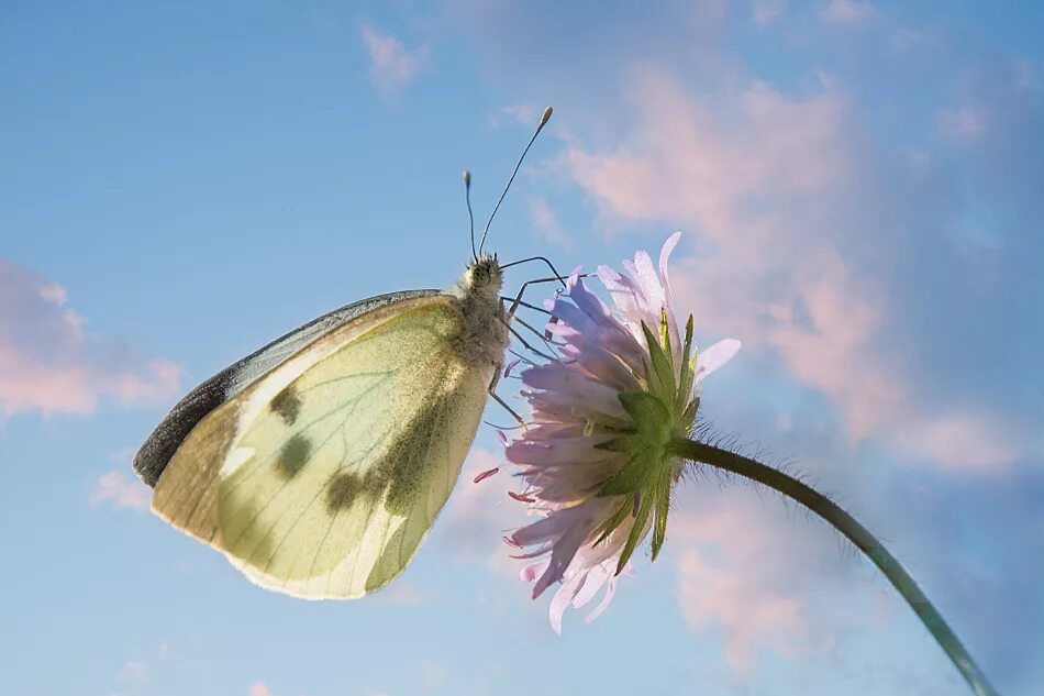 Почему бабочка летает. Полет бабочки. Мотылек в полете. Мотылёк в полёте. Порхающие бабочки.