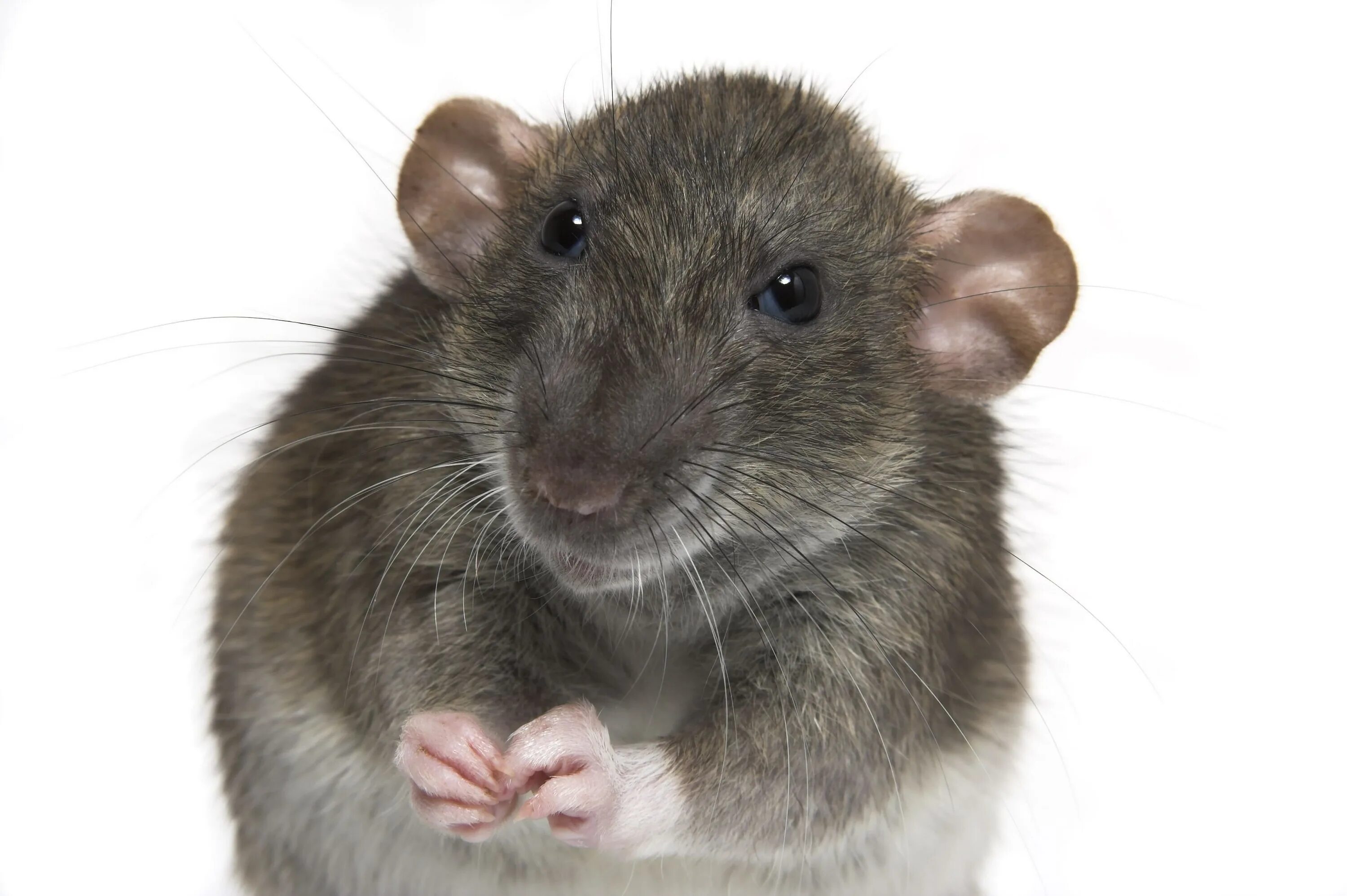 Мышь референс. Крыса. Удивленная мышь. Мордочка крысы. Голова крысы.