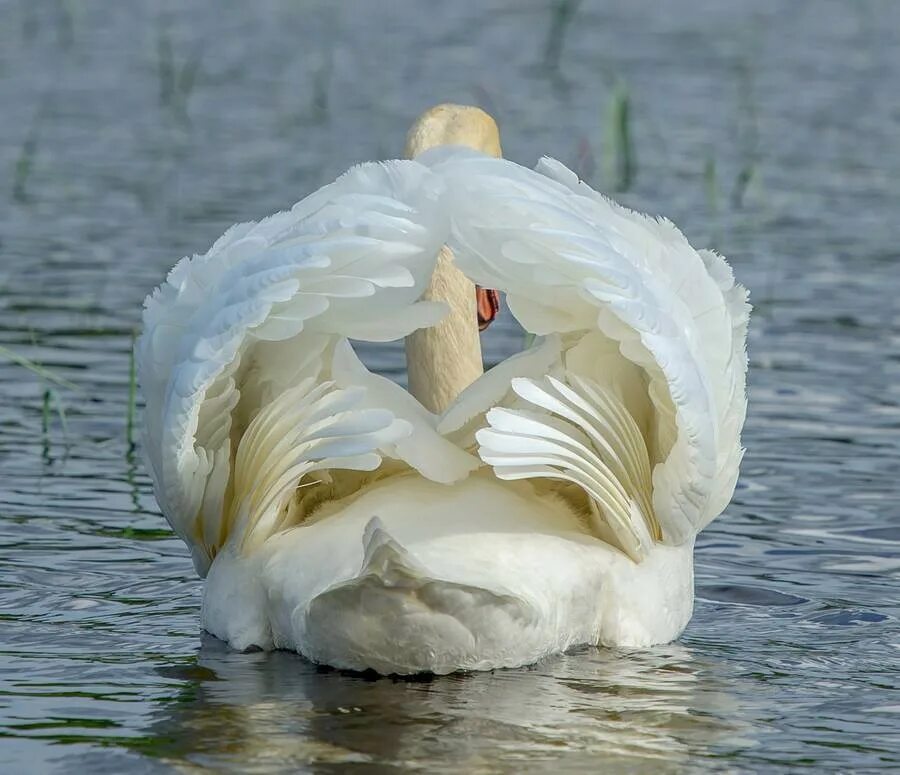 Лебедь. Лебедь на воде. Белый лебедь. Белая Лебедушка.