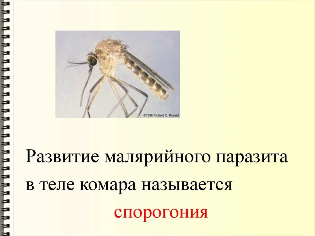 Какое развитие у малярийного комара. Комары размножение. Комары презентация. Особенности комара. Размножение малярийного комара.