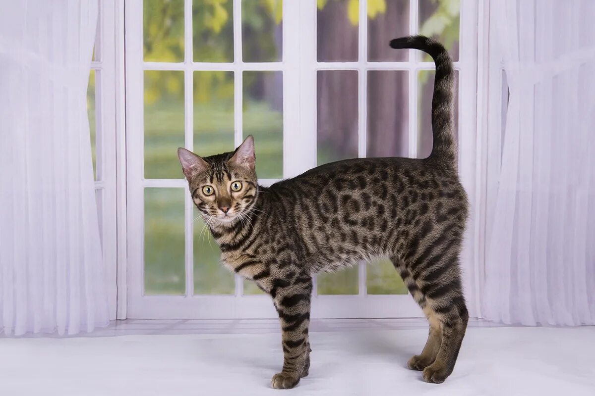 little Bengal Bengal cat kittens, Bengal kitten, Bengal cat