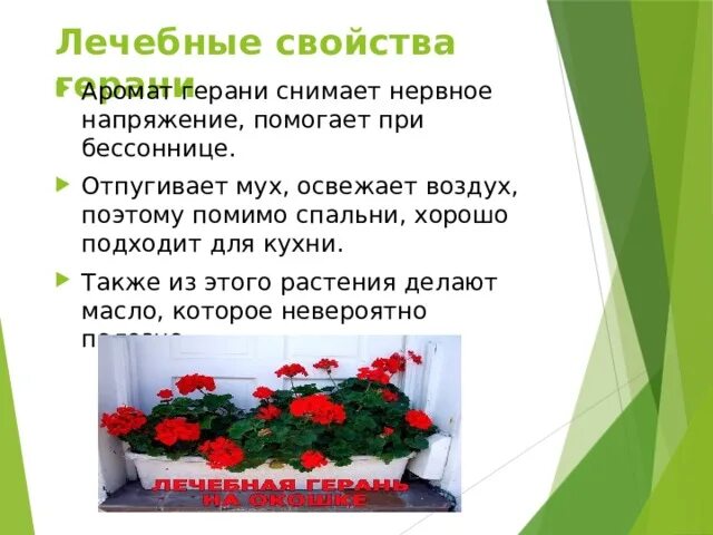 Герань лечебные свойства. Герань полезные свойства. Герань в народной медицине. Лечебная герань применение.