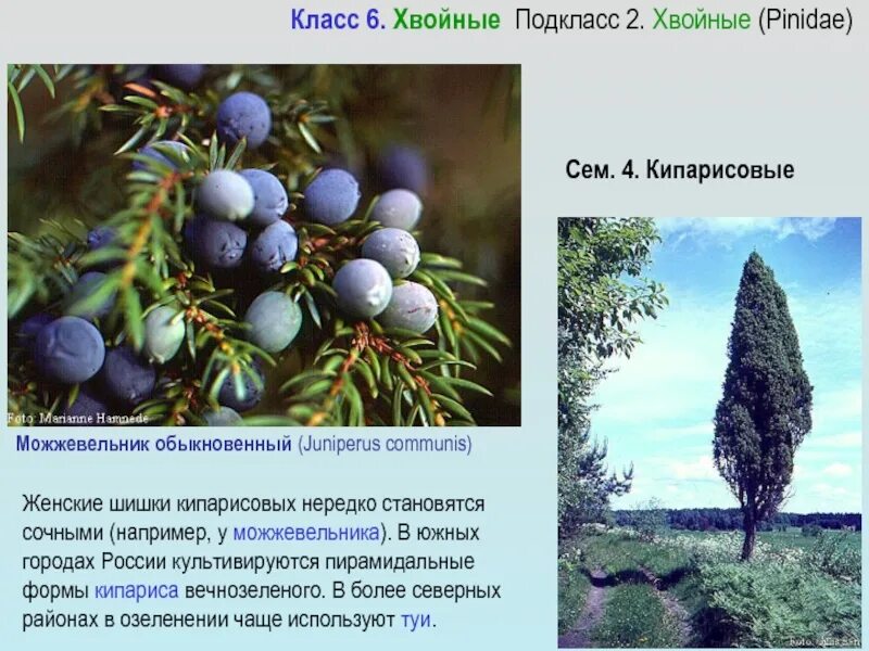 Какая плотность у шишки