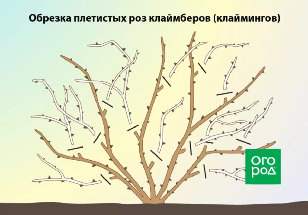 Как обрезать розу весной для начинающих. Обрезка клаймберов осенью плетистых роз. Обрезка плетистой розы весной схема. Схема обрезки плетистой розы. Схема обрезки плетистых роз.