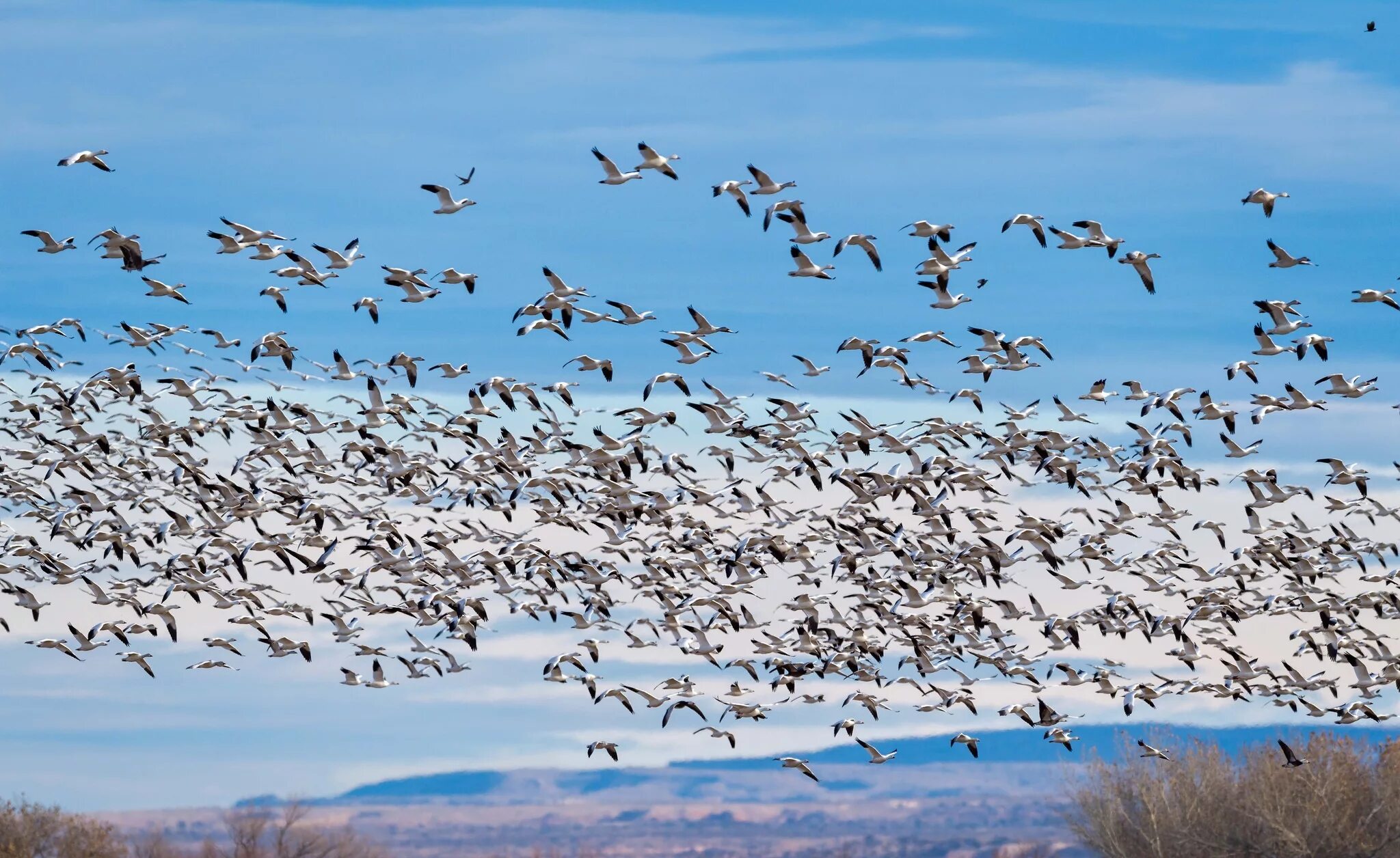 Flock of birds. Стая перелетных птиц. Скученная стая перелетных птиц. Миграция птиц. Мигрирующие птицы.