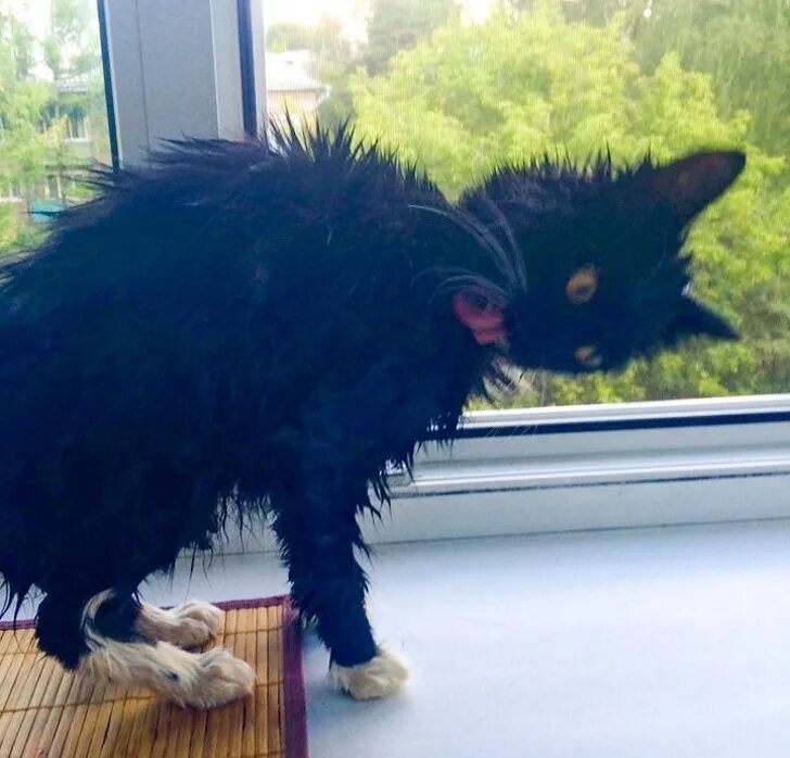 Мокрая кошка. Мокрый лохматый кот. Лохматый кот после купания. Кот после купания