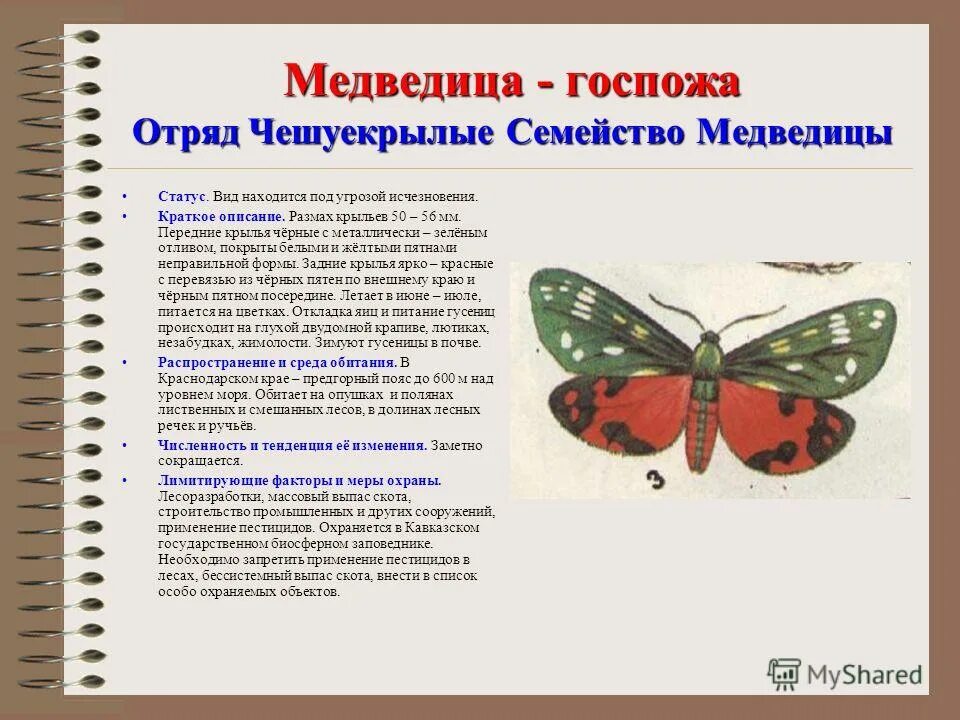 павлиноглазка коротко и приятно. отряд насекомых чешуекрылые представители. чешуекрылые тип конечностей. семейства отряда чешуекрылые. семейства отряда чешуекрылые.