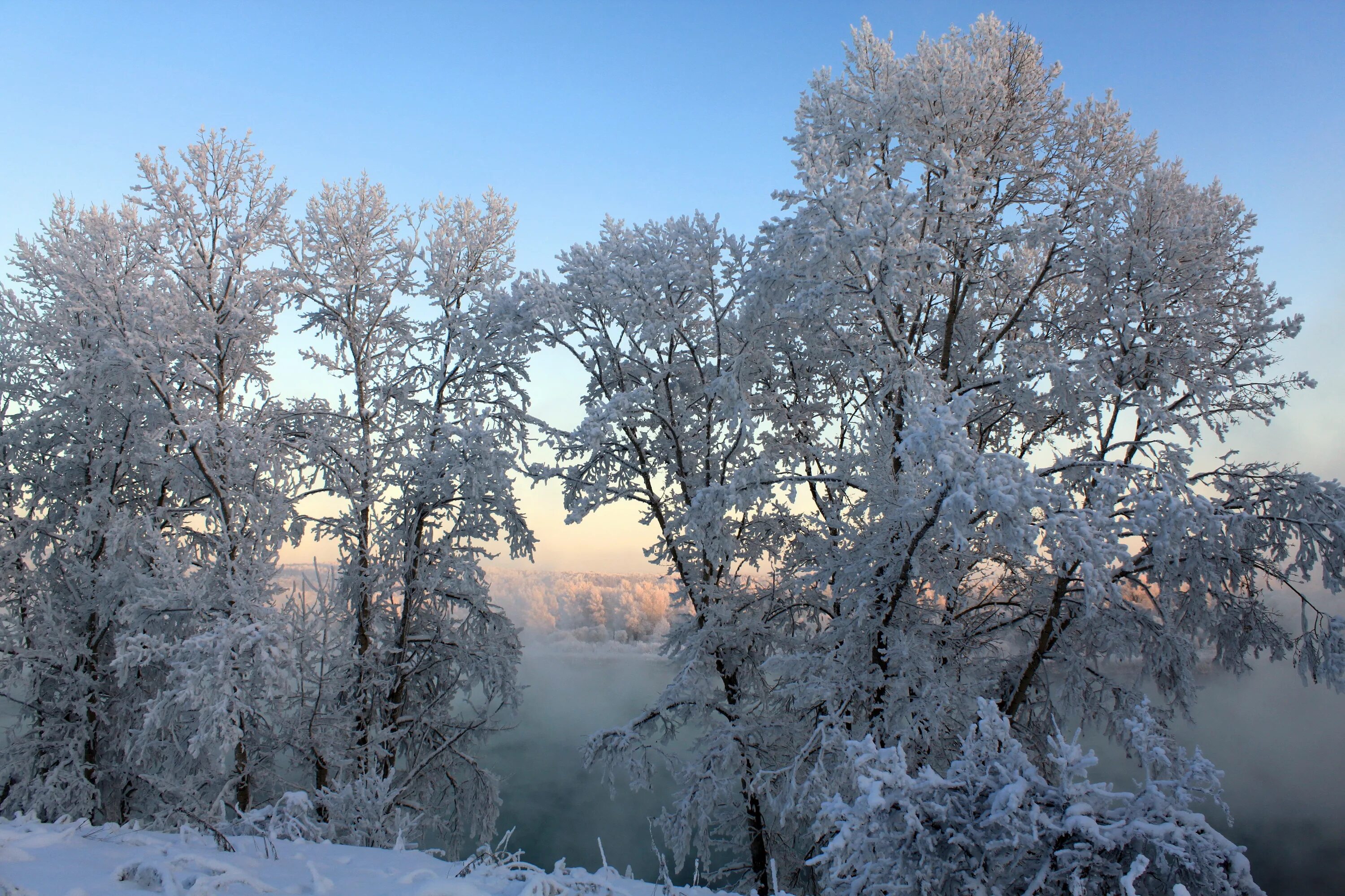 Деревья в снегу. Зимнее дерево. Заснеженные деревья. Природа зима. Зима красивые деревья