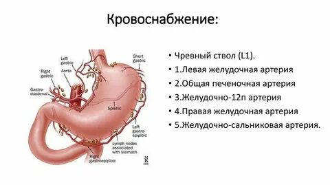 Желудочно кишечный ствол