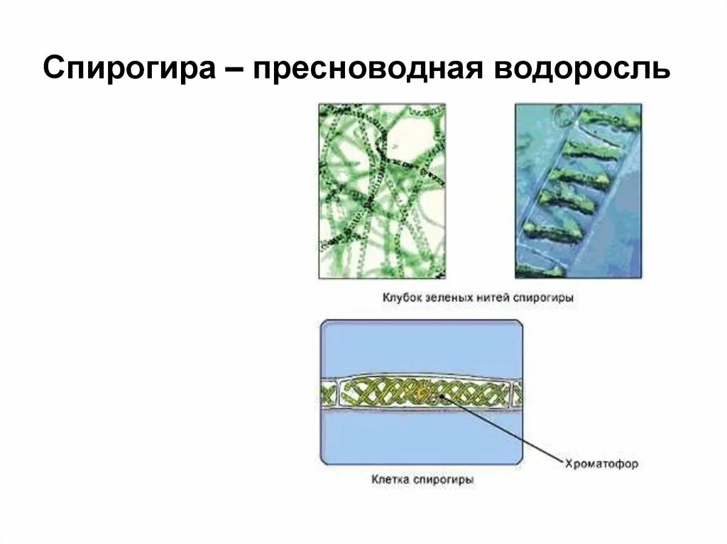 Г спирогира. Многоклеточная нитчатая зелёная водоросль спирогира. Спирогира водоросль рисунок. Многоклеточные зеленые водоросли спирогира. Спирогира базальная клетка.