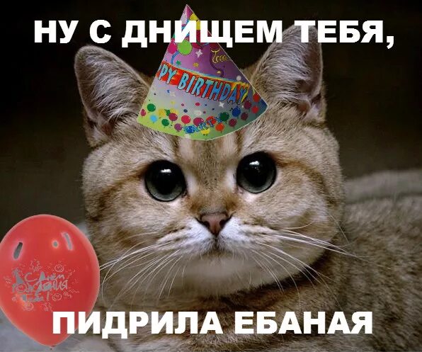 С днем рождения кот мем "The surest sign of age is loneliness." Самые милые животные, Кошачий день рожде