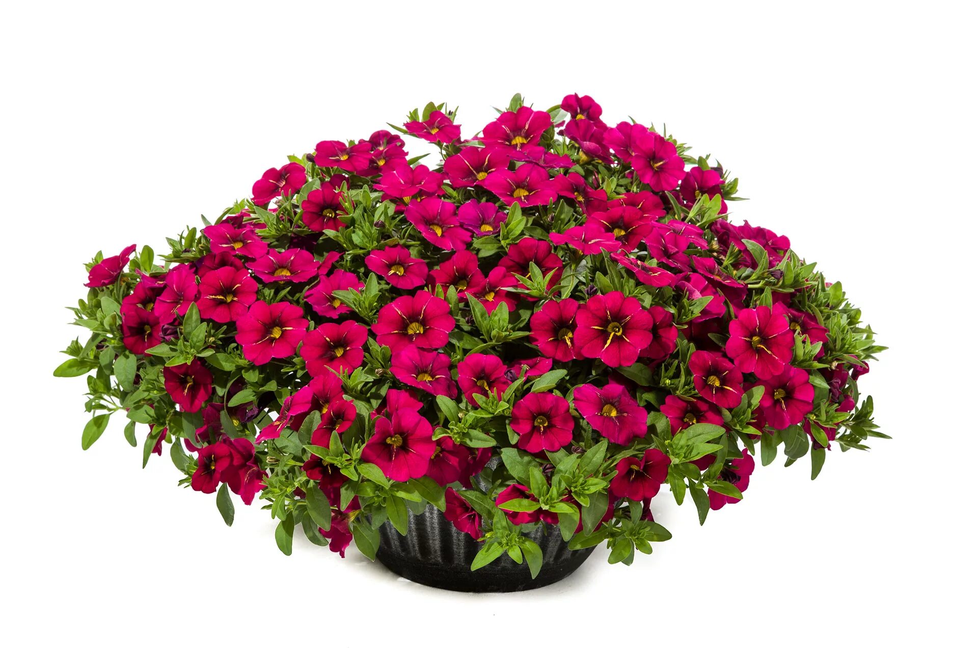 Калибрахоа цветы. Аналог петунии. Петуния ампельная. Калибрахоа (calibrachoa). Петуния ампельная карминная.