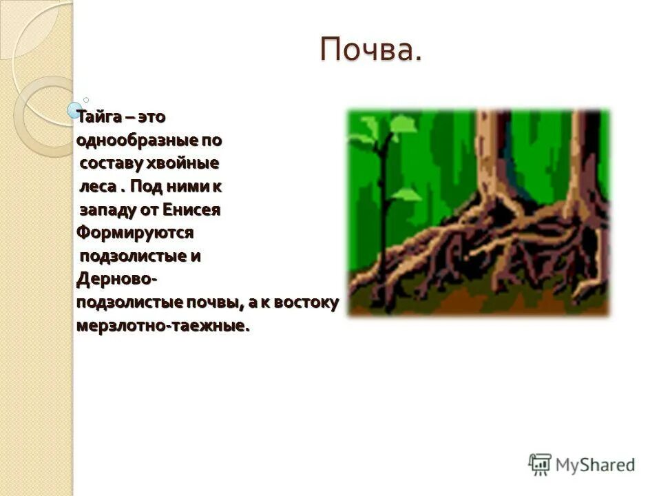 Почва тайги 4 класс окружающий мир. Почва тайги 4 класс окружающий мир