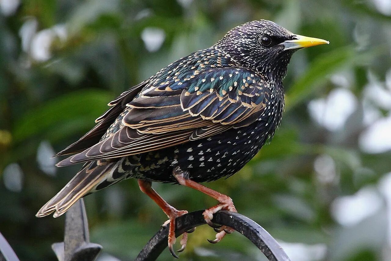 Скворец почему о. Обыкновенный скворец. шпак скворец. sturnus vulgaris. птицы скворец обыкновенный.