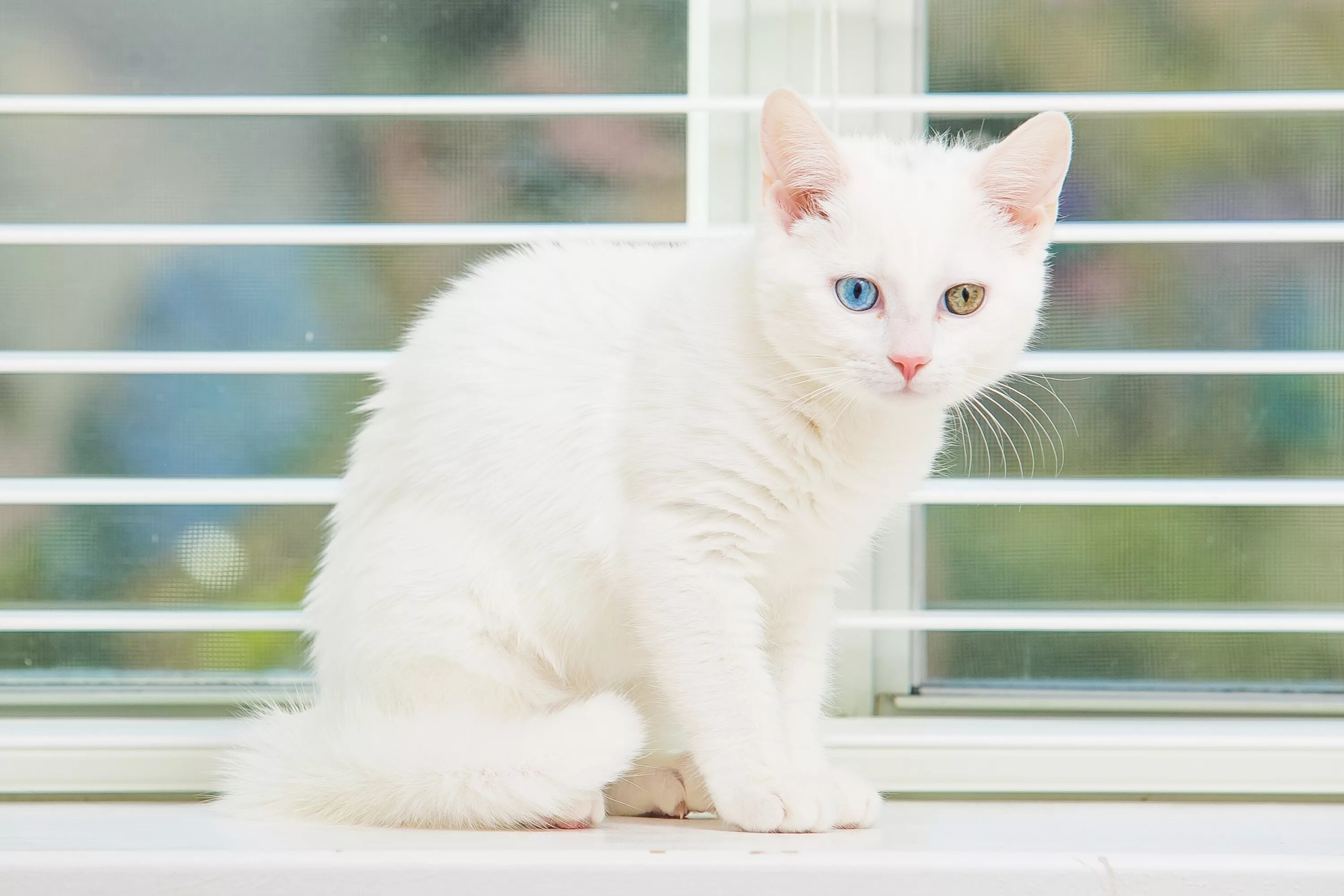 Обои белые кот. Сибирская кошка белая короткошерстная. белый котенок. красивая белая кошка. белоснежный котенок.