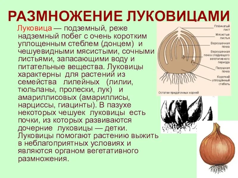 Какое значение имеет луковица. Вегетативное размножение луковицами. биология размножение луковицами лук. вегетативное размножение лука репчатого. размножение луковицами и клубнелуковицами.