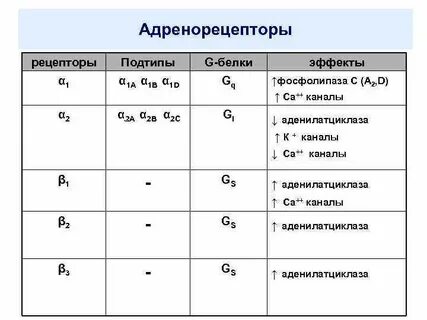 Адренорецепторы