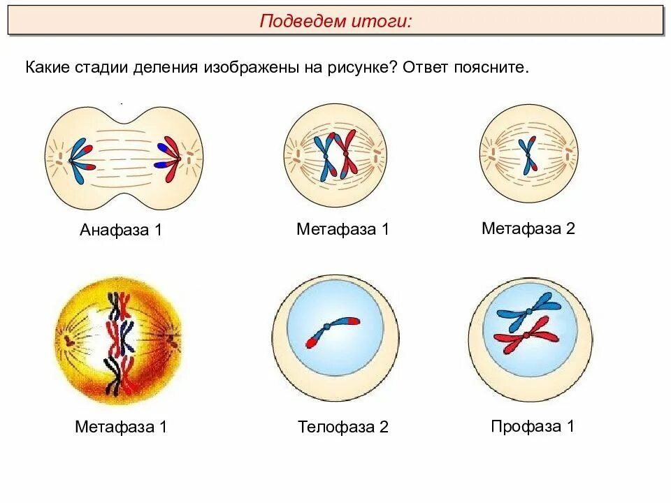 Метафаза 1 деления мейоза. Телофаза мейоза 2. Анафаза 2 деления мейоза. Профаза 2 метафаза 2 анафаза 2 телофаза 2.