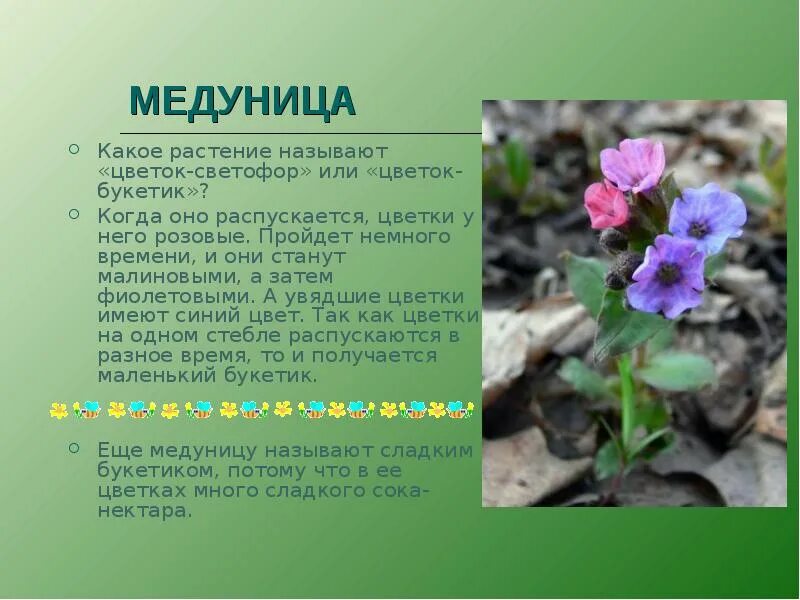 Как зовут цветок. Медуница растение. первоцветы медуница. медуница круглолистная. медуница желтая цветок.