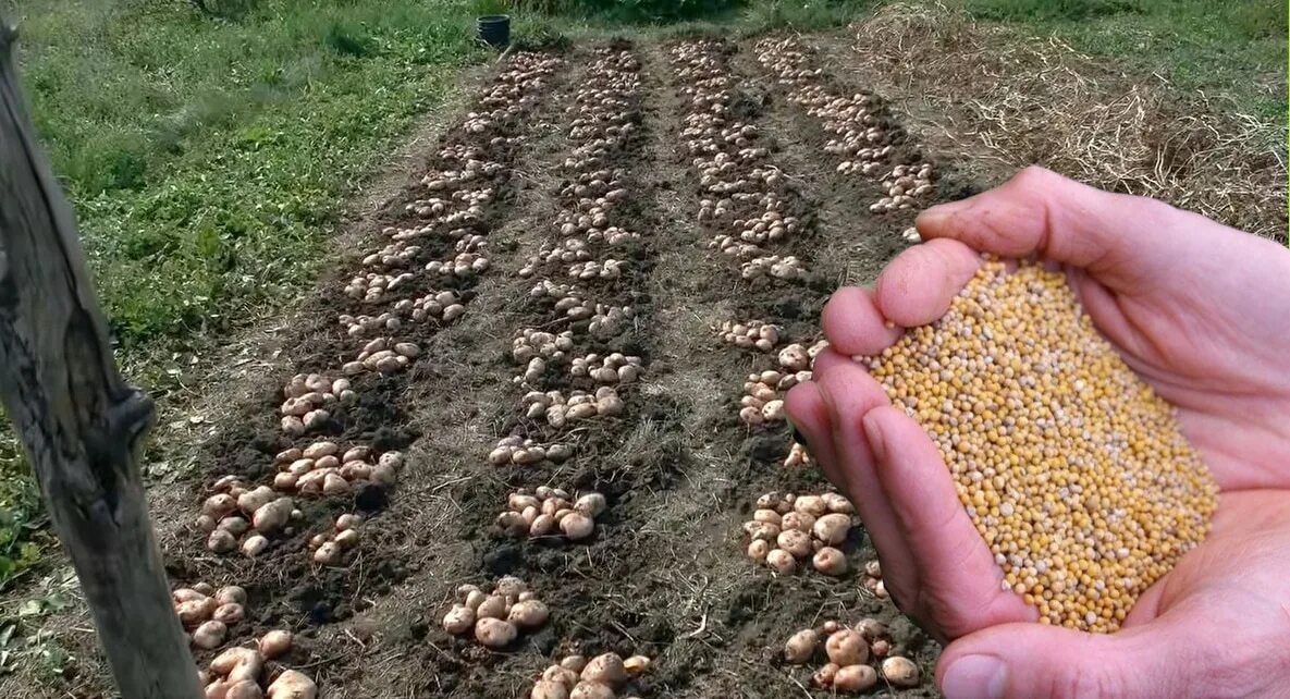 Сажание картошки. Выкопали картофель. Картошка на даче. Посадка картошки. Выкопали картошку.