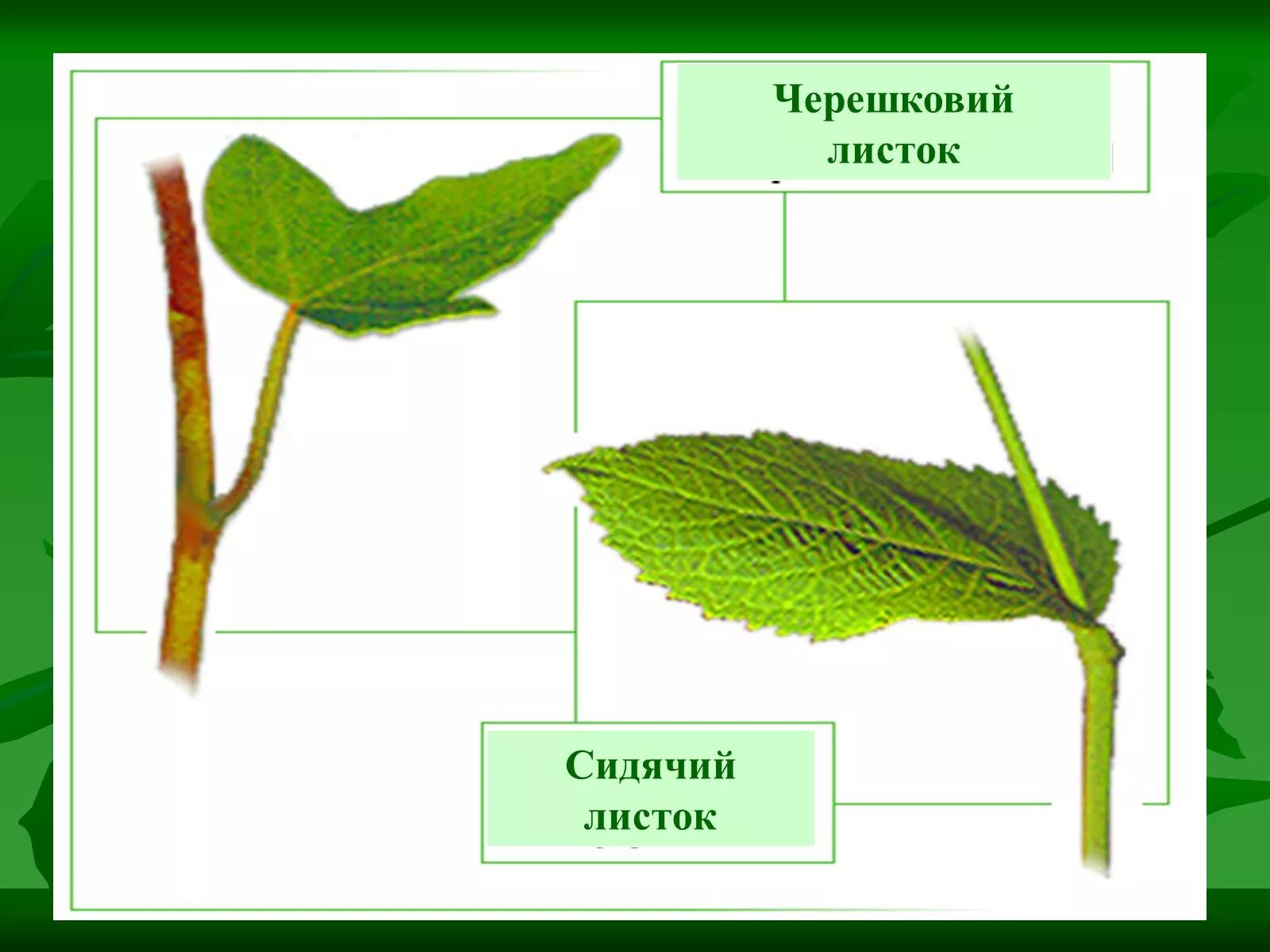 Черешковый
