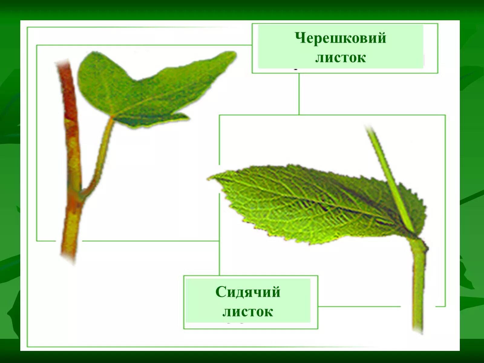 Черешковые и сидячие листья. Типы листа растений черешковые и сидячие. Черешковый Тип листа и сидячий Тип. Типы листьев черешковые.