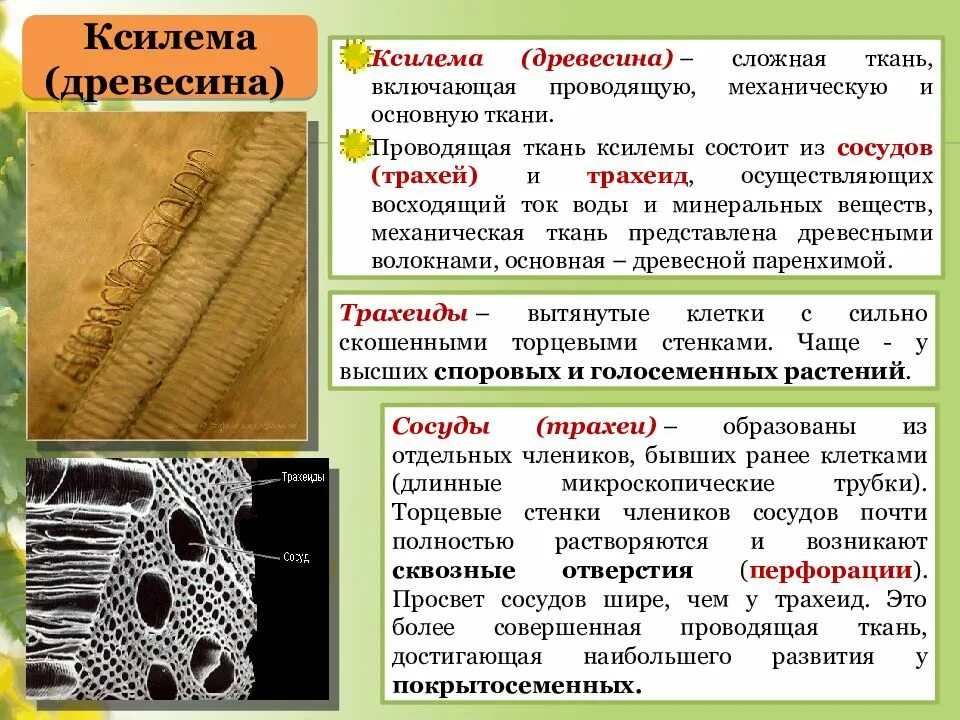 Какие клетки входят в состав древесины. И трахеиды древесины (ксилема).. ксилема сложная проводящая ткань. проводящие ткани растений трахеиды. трахеиды в проводящей ткани растений.