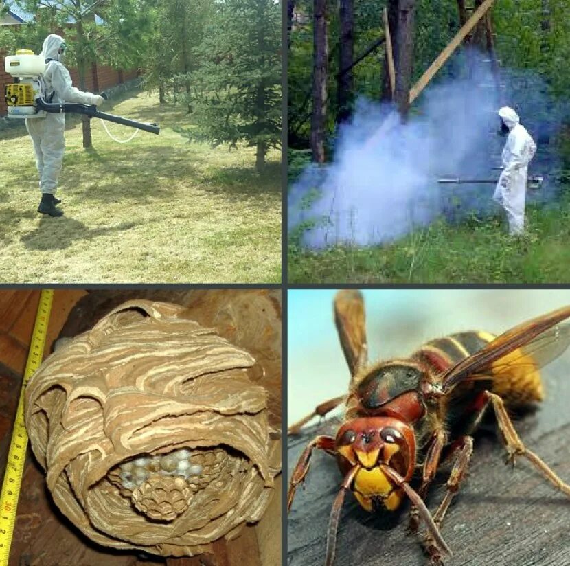 Как бороться с шершнями